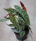 Maculata "Polka Dot" Begonia